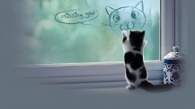 胖猫高清壁纸图片下载欣赏(胖猫)