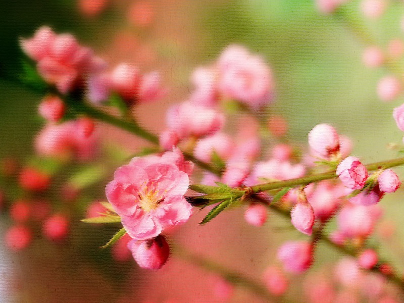 最美桃花图片 高清壁纸图片下载欣赏 粉色樱桃花高清桌面壁纸(最美桃花图片)(11)