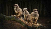 萌猫咪图片 高清壁纸图片下载欣赏 三只