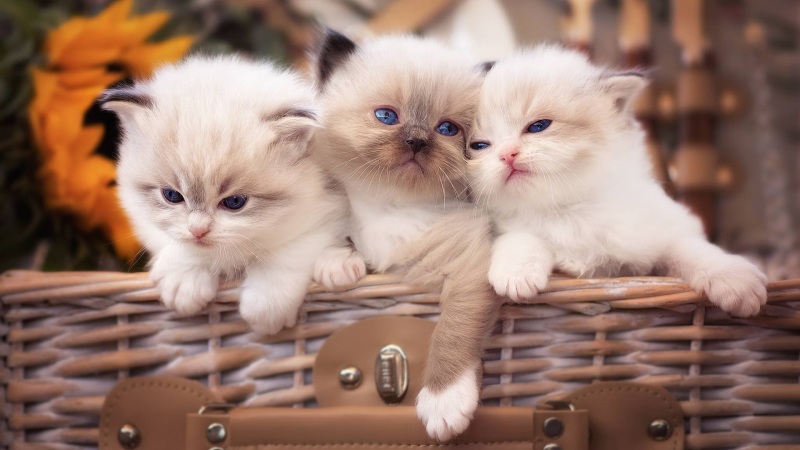 萌猫咪图片 高清壁纸图片下载欣赏 三只猫鼬桌面壁纸(萌猫咪图片)(5)