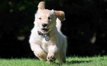古代牧羊犬图片 高清壁纸图片下载欣赏(古代牧羊犬图片)