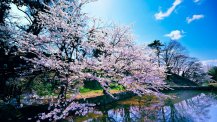 樱花背景 高清壁纸图片下载欣赏(樱花背景)